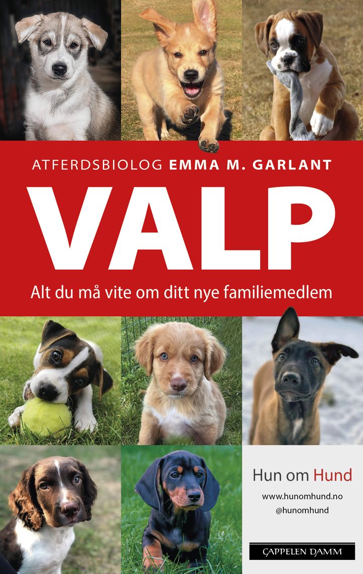 bokomslag: Valp : alt du må vite om ditt nye familiemedlem