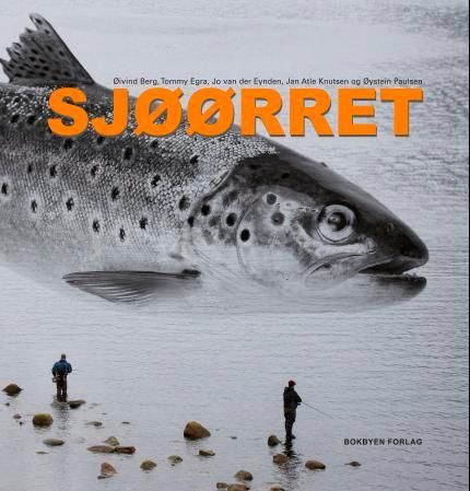 Sjøørret